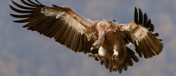 a vulture